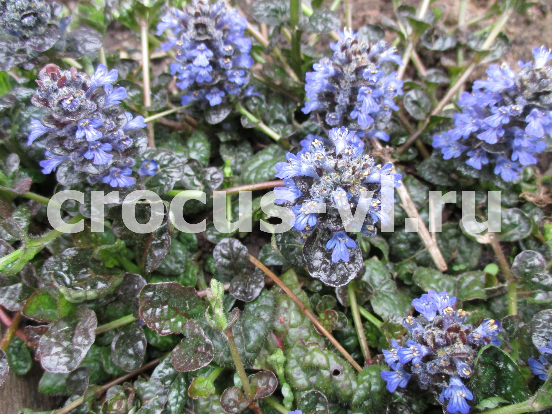 Живучка пирамидальная «Metallica Crispa»