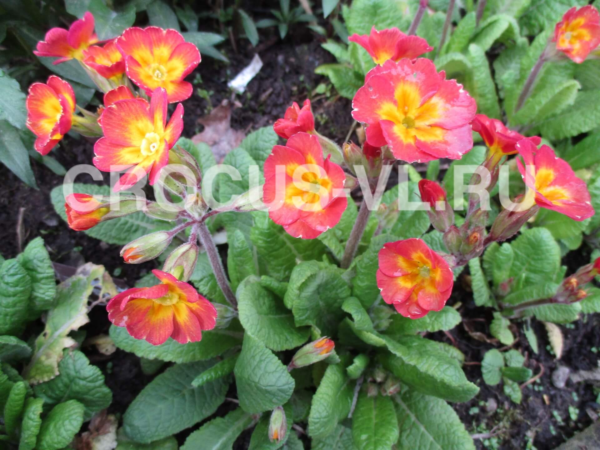 Примула высокая «Коричнево-желтая» Примула высокая «Коричнево-желтая»