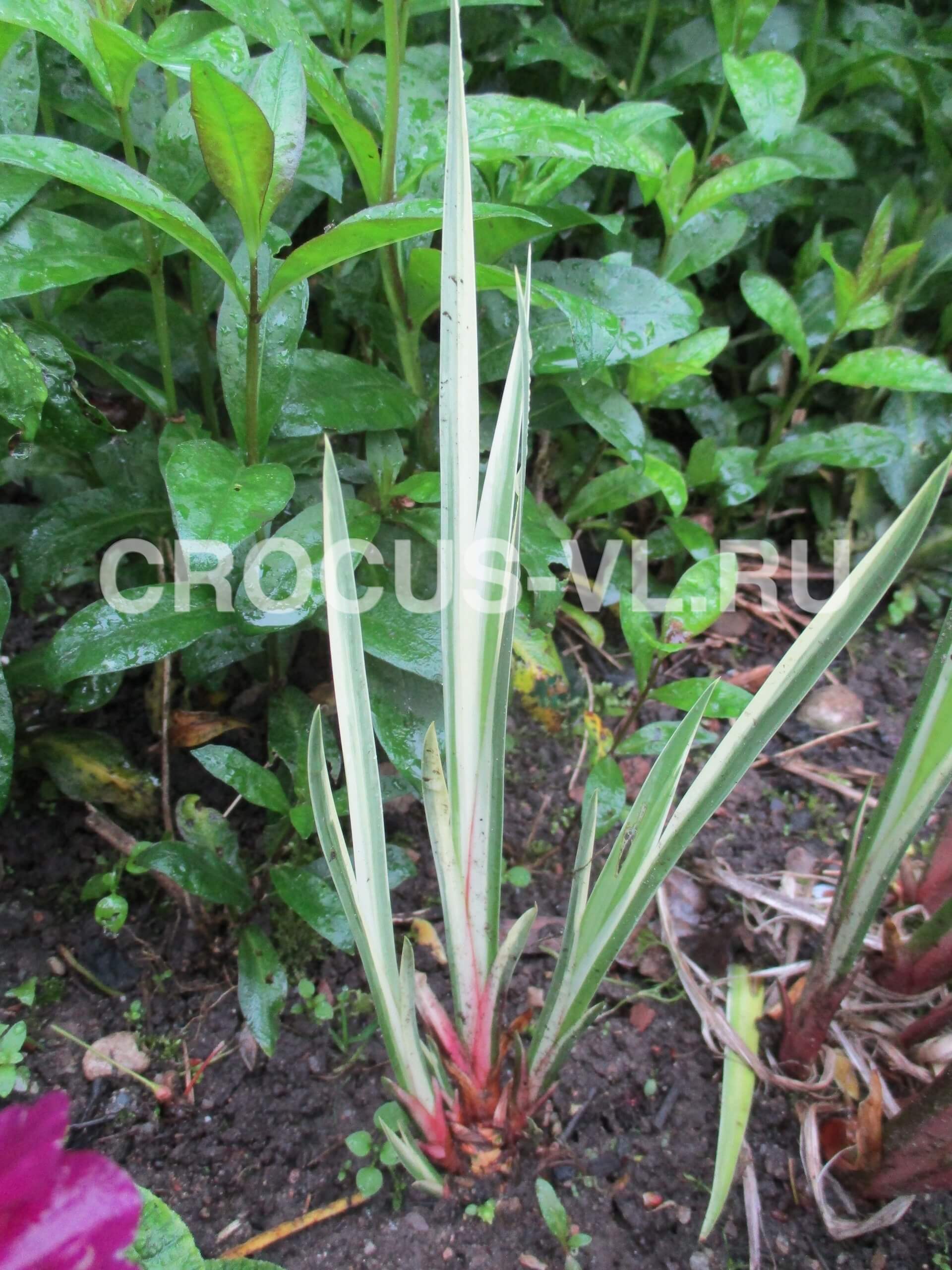 Аир болотный «Variegatus» Аир болотный «Variegatus»