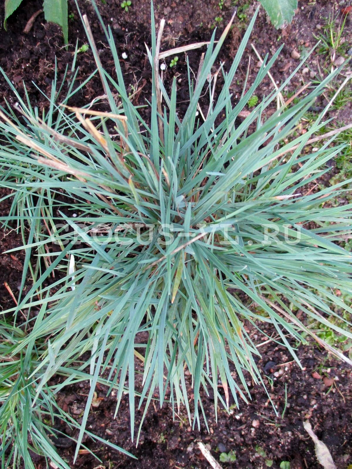 Келерия сизая «Coolio» Келерия сизая «Coolio»