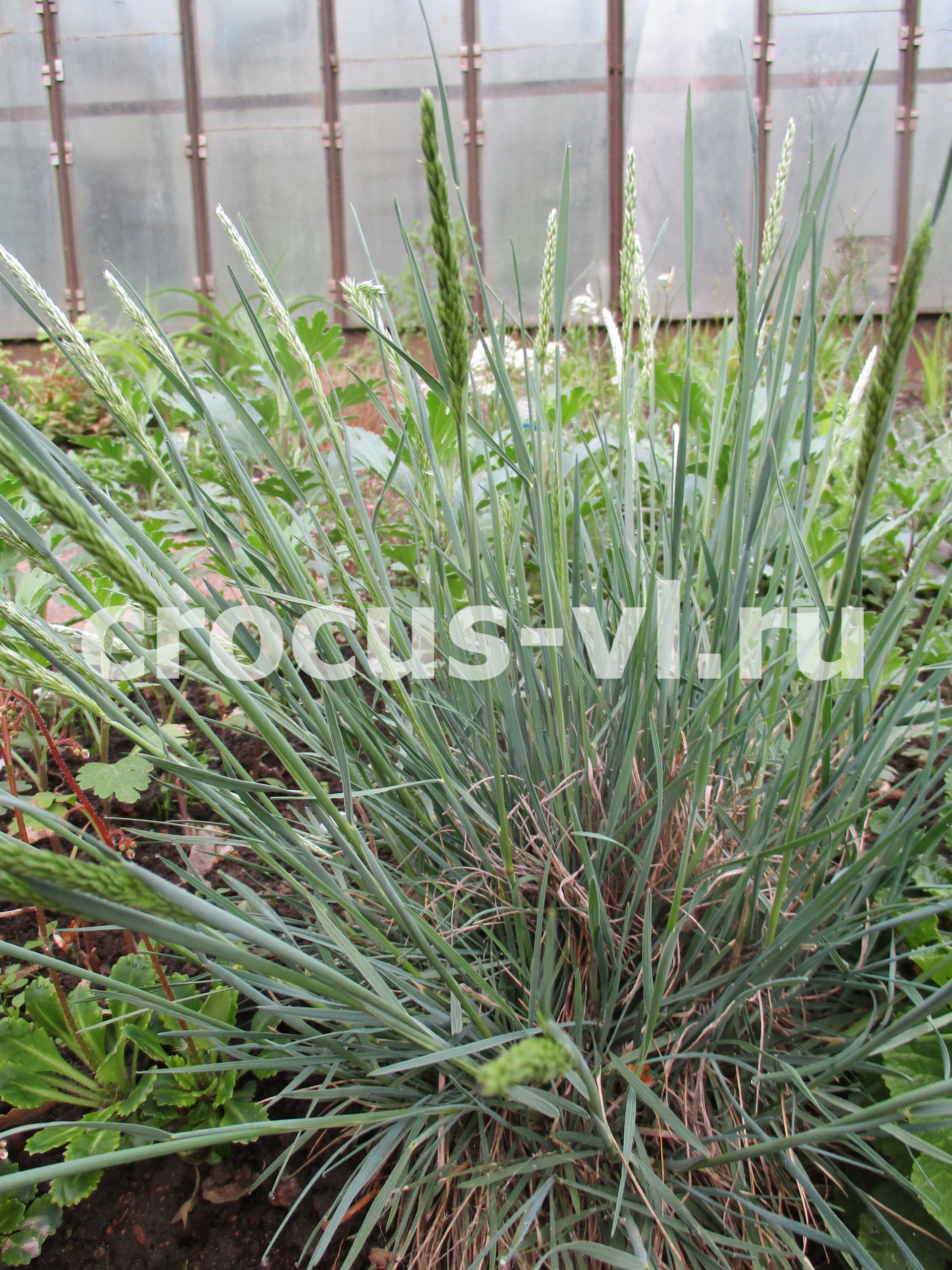 Келерия сизая «Coolio» Келерия сизая «Coolio»