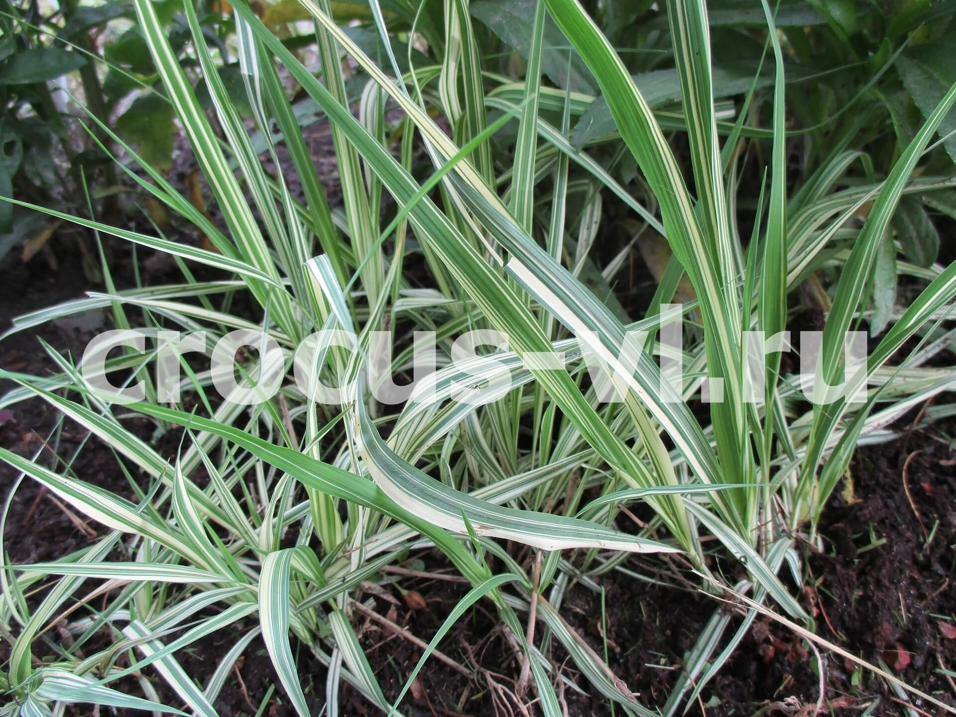 Молиния голубая «Variegata»