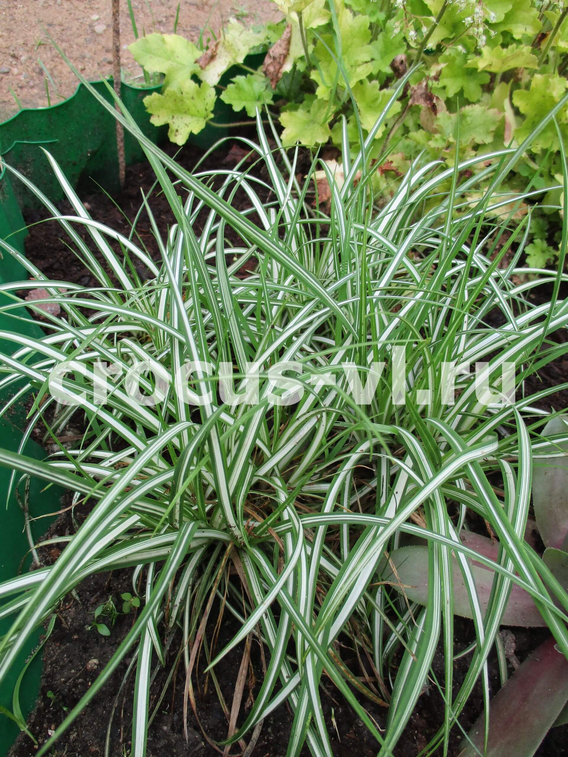 Осока птиценожковая «Variegata»