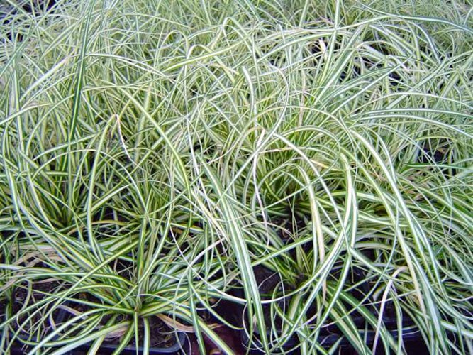Осока птиценожковая «Variegata» Осока птиценожковая «Variegata»
