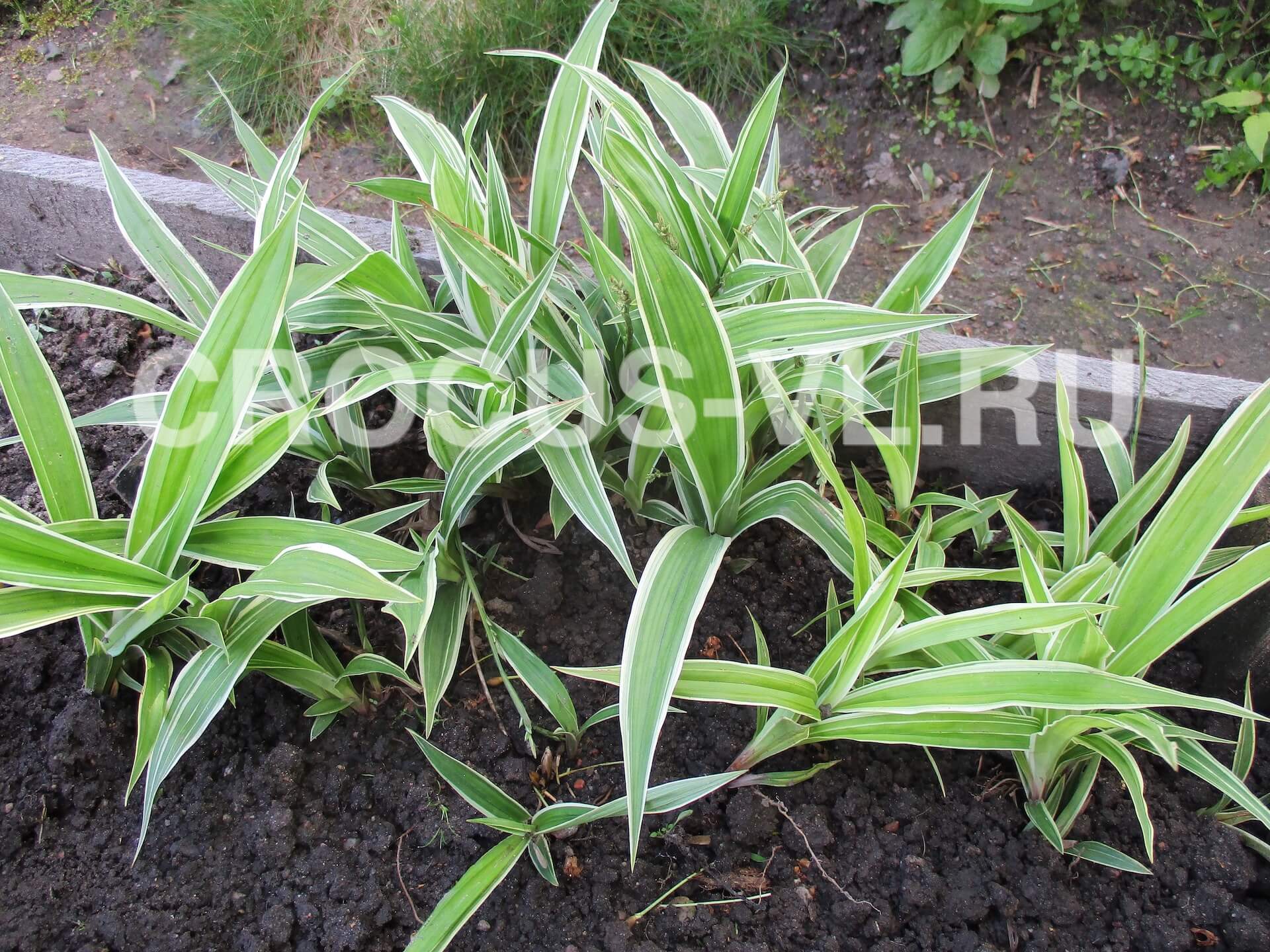 Осока ржавопятнистая «Variegata» Осока ржавопятнистая «Variegata»